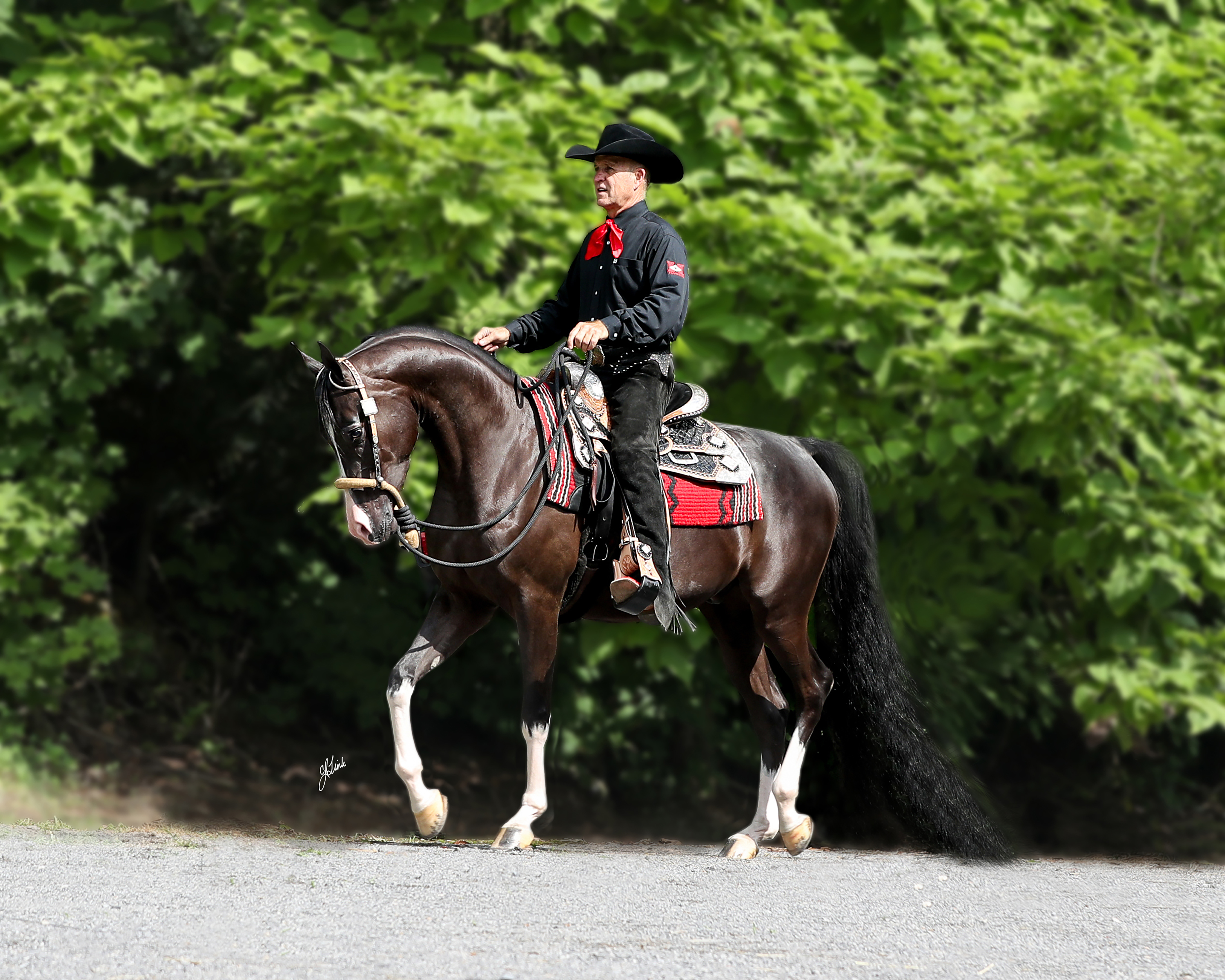 black Half-Arabian Western horse with Tommy Garland